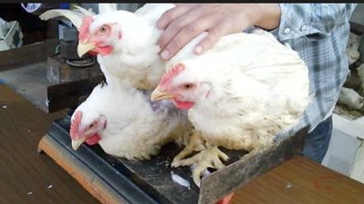 2 مليار و800 مليون جنيه استهلاك المصريين من الدواجن في رمضان