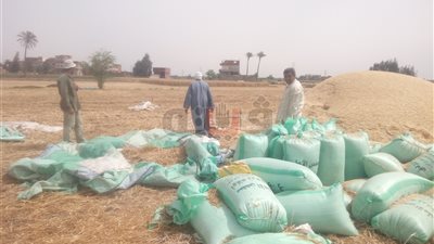 توريد 503 آلاف و332 طن قمح لصوامع وشون الشرقية