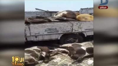 بالفيديو.. ضبط 9 عجول نافقة قبل بيعها للمحال بالبحيرة