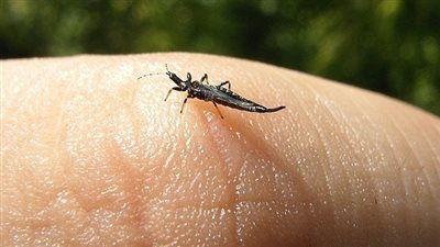 «الصحة» تنفي وجود حشرة تؤدي لانتشار الأوبئة.. توضح حقيقة إصابة شاب بحساسية بجسده.. تشكيل لجنة لمتابعة إجراءات التقصي الوبائي والحشري.. وتؤكد: النظافة الشخصية المستمرة سلاح الوقاية من الأمراض