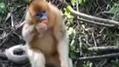 أنثى قرد تسيطر على صغيرها بشكل طريف لتتناول طعامها (فيديو)