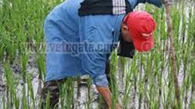 مزارعو الغربية مهددون بالسجن بسبب 300 جنيه