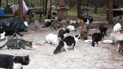 بالصور.. شاهد أغرب حديقة قطط في العالم