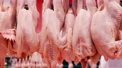 استقرار أسعار الدواجن اليوم.. والأبيض بـ29.50 جنيها في الجيزة