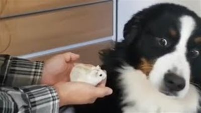 بالفيديو والصور.. رد فعل طريف لكلب يخشى الهامستر