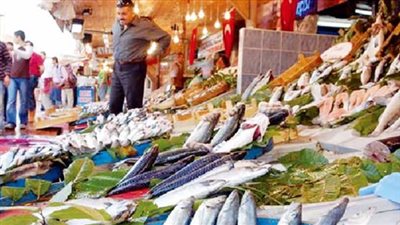 سمك مرجان يسجل 17 جنيها.. اليوم