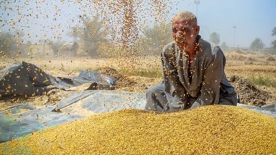 توريد 202 ألف طن قمح لشون وصوامع الدقهلية