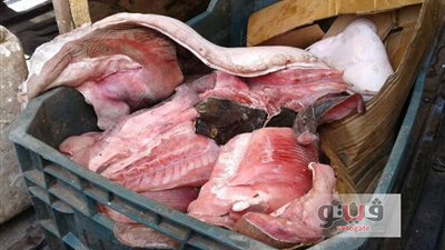 بالصور.. ضبط أسماك مجهولة المصدر بالإسكندرية