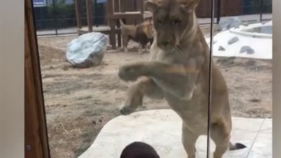 أطرف اللقطات لحيوانات تهاجم أشخاصًا (فيديو)