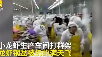 لقطات صادمة لخناقة بين عمال مصنع بـ«الإستاكوزا» (فيديو)