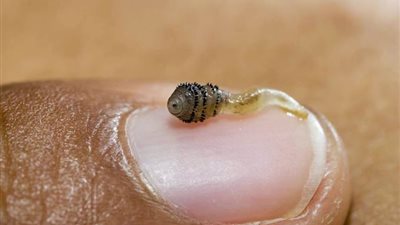 حشرات وبائية تستهدف جسم الإنسان.. سوء النظافة وراء انتشار القمل.. دودة غينيا تسبب داء التنينات.. ذبابة النبر تتغذى على لحوم البشر.. وخنفساء يونيونوع تؤدي لفقدان السمع