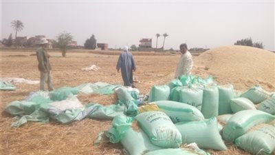 توريد 506 ألفًا و116 طن قمح لشون الشرقية وصوامعها