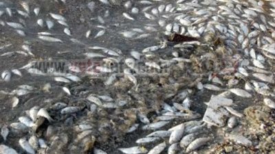 الثروة السمكية تسحب عينات من النيل لتحليلها بعد شكاوى نفوق الأسماك