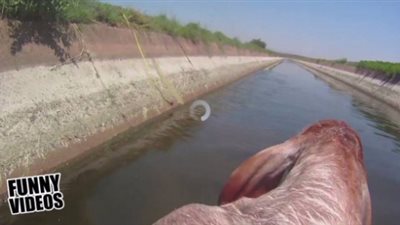 شاهد.. لحظة إنقاذ بقرة من الغرق