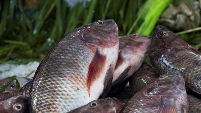 البلطي يسجل 23 جنيها والكابوريا بـ 125 في سوق العبور