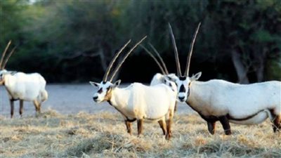 وزير البيئة الإماراتي يكشف تفاصيل التعاون مع مصر لتطوير المحميات