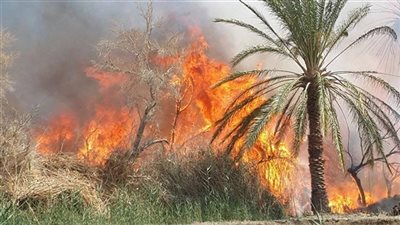 نشوب حريق في 10 أفدنة قمح بالمنيا