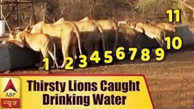 لقطات مذهلة لـ11 أسدًا يروي عطشه في نفس الوقت (فيديو)