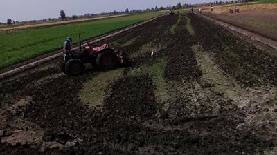 إزالة 191 فدانا أرز في الدقهلية لزراعتها بدون تصريح