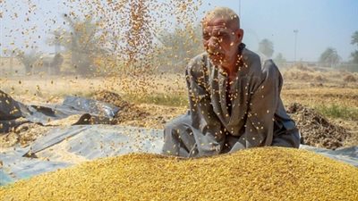 توريد 145 ألف طن قمح لشون وصوامع قنا