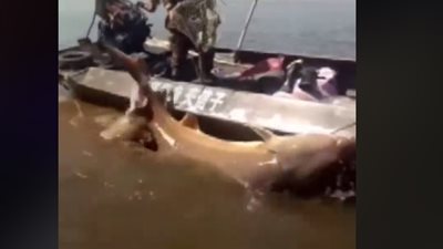 صياد محظوظ يصطاد سمكة أطول من الإنسان (فيديو)