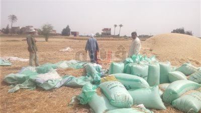 توريد 508 آلاف طن قمح لصوامع الشرقية وشونها