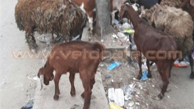 بالصور.. الأغنام تتغذى على القمامة في شبرا الخيمة