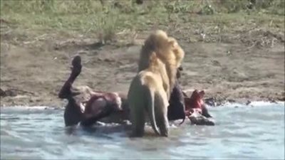 بالفيديو.. أسد يخرج جنينا من بطن جاموسة الأعلى قراءة في «منوعات فيتو»