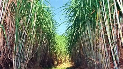 مركز البحوث الزراعية يناقش تنمية قصب السكر