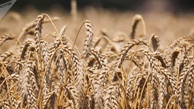 الجزائر تطرح مناقصة لشراء 50 ألف طن قمح