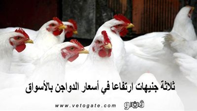 ثلاثة جنيهات ارتفاعا في أسعار الدواجن بالأسواق