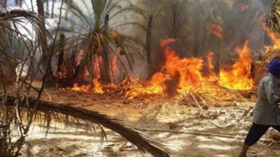 حريق يدمر 5 أفدنة قصب بسوهاج