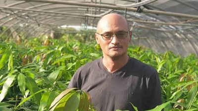 خبير: 4 شروط لزيادة صادرات المانجو المصري