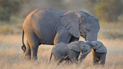 بوتسوانا تقنن اصطياد الأفيال علي أراضيها