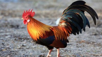 الشرطة الجزائرية تعتقل «ديكا» تسبب فى أزمة دبلوماسية| فيديو