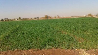 الوادى الجديد تخصص 200 فدان لـ 40 شابا