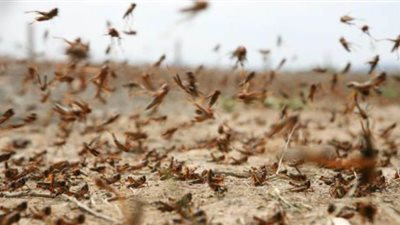 الزراعة: إبادة أي سرب للجراد على الفور حال رصده