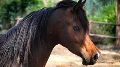 عملية إنقاذ نور الفجر.. قصة تحدي الروتين لإنقاذ أحد أثمن طلائق الخيول العربية في العالم