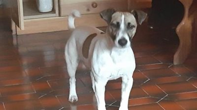 شركة طيران تدرس تعويض كلب  بعد إلغاء رحلته