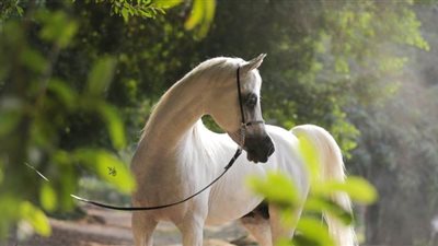 محطة الزهراء تحقق أكثر من 9 ملايين جنيه مبيعات خيول في 2019.. وإنهاء تكدس العينات في مكتب الأنساب لأول مرة منذ سنوات