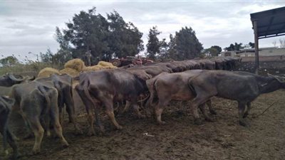 الزراعة تطمئن على مزارع الماشية التابعة لقطاع الإنتاج لبدء تفعيل البروتكول مع مصر الخير