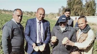 مدرسة زراعية بالوادى الجديد تنجح في حصاد فدانين من محصول البطاطس | صور