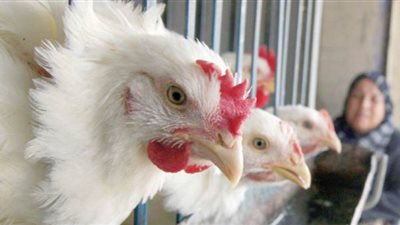 بسبب المدارس.. تراجع الإقبال على شراء الدواجن