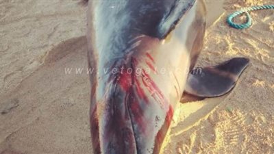 آخر ظهور له منذ 8 سنوات.. العثور على 