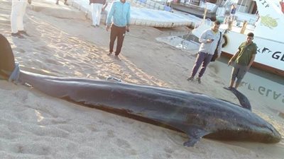 البيئة تكشف نتيجة الفحص المبدئي للحوت النافق بساحل الغردقة | صور