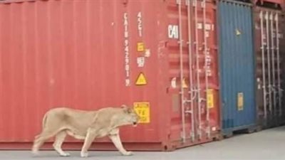 ميناء الإسكندرية يكشف حقيقة تجول 3 أسود في ساحته | صور