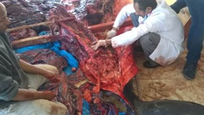 تحنيط الحوت الكاذب وعرضه بمتحف المحنطات بفرع البحر الأحمر| صور