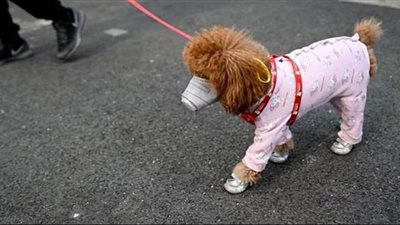 بسبب كورونا.. إجبار الحيوانات الأليفة في الصين على ارتداء أقنعة الوجه| صور