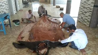 20 صورة ترصد تشريح الحوت القاتل لتحنيطه في الغردقة