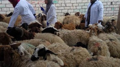 الزراعة تنظم قوافل بيطرية مجانية لصغار المربين بمحافظة سوهاج 